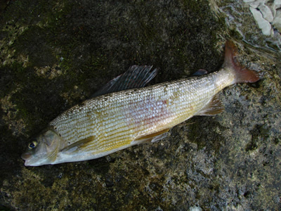 Trebusica Grayling